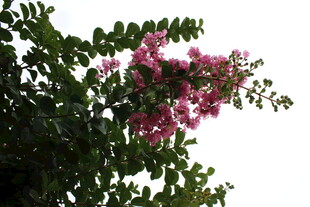 紫薇花  