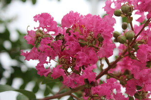 紫薇花 紫薇 花 