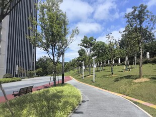 城市中优美的林荫道路