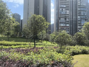 城市中的绿植景观
