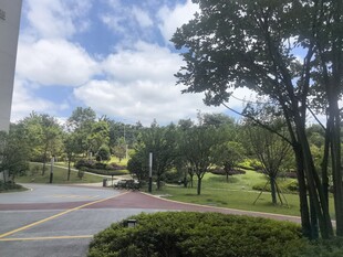 城市中绿意盎然的道路景观