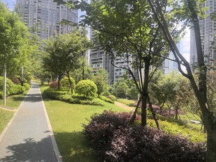 城市中的静谧林荫小道