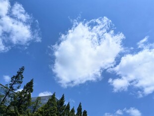 蓝天白云下的葱郁树木