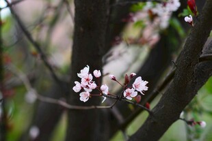 枝头绽放的粉嫩樱花