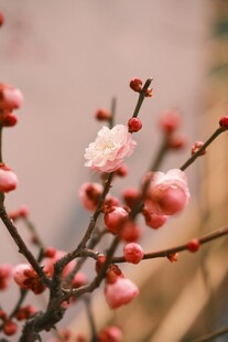 枝头粉梅绽放
