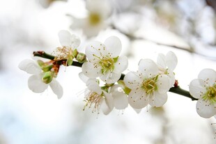 枝头绽放的洁白梅花