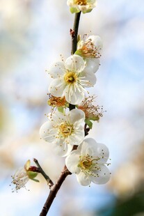 枝头绽放的洁白梅花