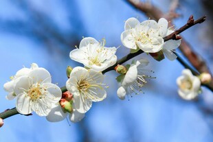 枝头绽放的洁白梅花