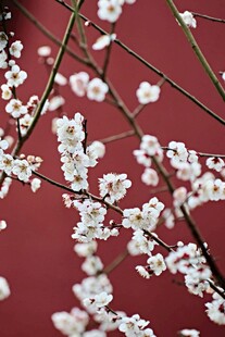 红墙映衬下的洁白梅花