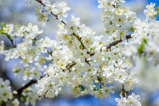 春日绽放的洁白梅花