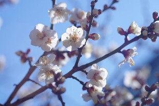 枝头绽放的洁白梅花
