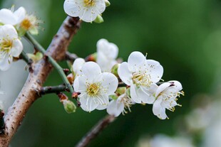 枝头绽放的洁白梅花