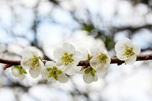 枝头绽放的洁白梅花