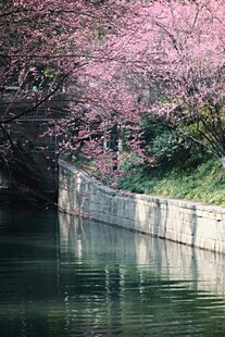 河畔烂漫樱花映绿水