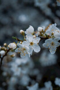 枝头绽放的洁白梅花