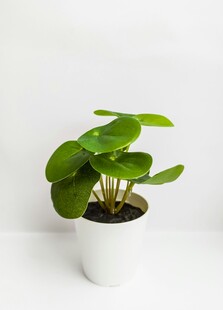 白色花盆中的翠绿盆栽