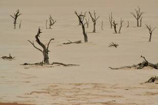 荒凉沙漠中的枯树景象