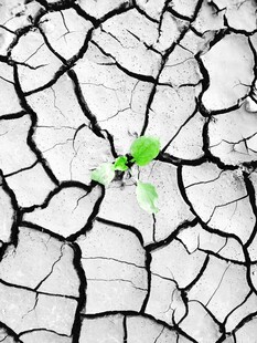 干裂土地中顽强生长的幼苗