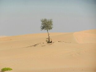 沙漠中的孤独绿树