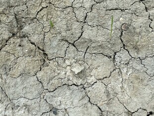 干裂的土地