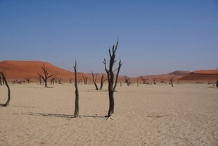 沙漠中的枯树景观