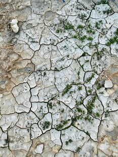 干裂土地上的顽强绿意