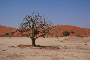 沙漠中孤独的枯树