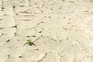 干裂土地中的顽强绿意