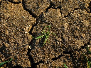 干裂土地中顽强生长的幼苗
