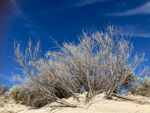 沙漠中的枯灌木丛