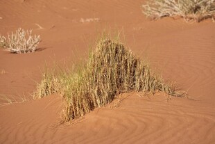 沙漠中的顽强绿色植被