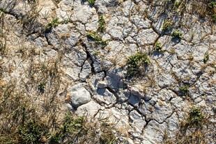 干裂土地上的顽强小草