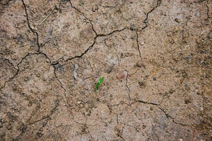 干裂土地中的一抹绿意