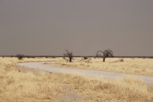 荒野中的蜿蜒小路