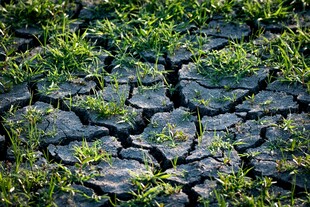 干裂土地上的顽强绿意