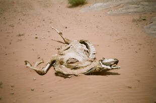 沙漠中的动物枯骨