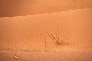 沙漠中的孤独枯植