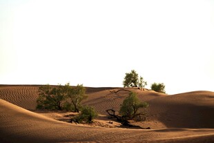 沙漠中的绿意生机