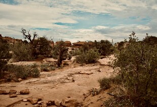 荒漠中的稀疏植被景观