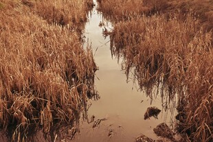 湿地中的芦苇与积水