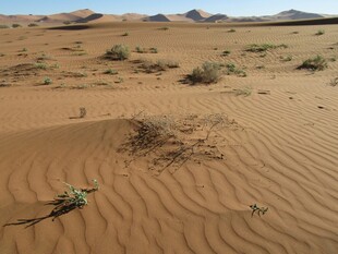 沙漠中的孤独绿植