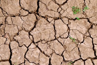 干裂土地上的顽强绿意