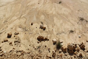 沙漠中的零星植被