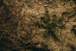 干裂土地中顽强生长的绿植
