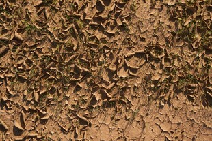 干裂土地上的新生幼苗