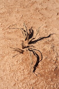 沙漠中的神秘黑色蜘蛛