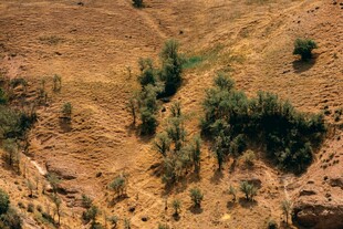 黄土坡上的零星绿植