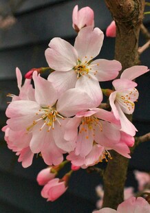 娇艳粉色樱花枝头绽放