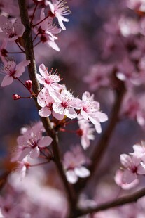 枝头绽放的粉嫩樱花