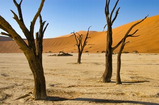 沙漠中的枯树景观